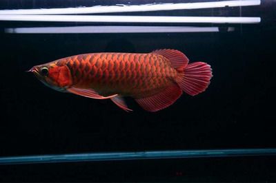 紅龍魚需要什么顏色的燈光才能養：紅龍魚的飼養需要考慮燈光的顏色對它們的發色和健康的影響