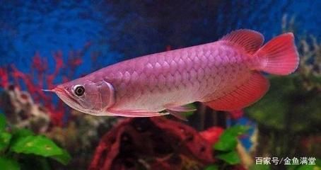 紅龍魚和銀龍魚的區別（紅龍魚與銀龍魚的區別） 紅龍魚和銀龍魚的區別（紅龍魚與銀龍魚的區別） 龍魚百科 第3張