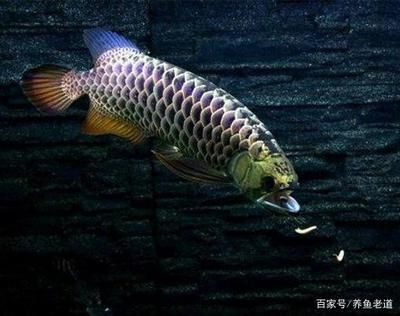 紅龍魚和銀龍魚的區別（紅龍魚與銀龍魚的區別） 紅龍魚和銀龍魚的區別（紅龍魚與銀龍魚的區別） 龍魚百科 第6張