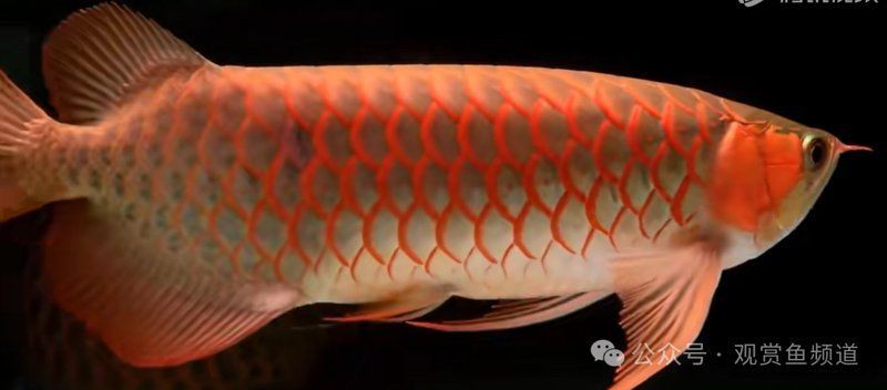 養(yǎng)龍魚聚財(cái)還是破財(cái)