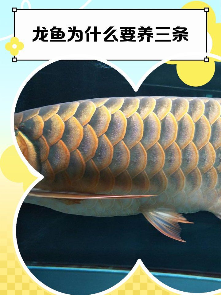 養(yǎng)龍魚聚財(cái)還是破財(cái)