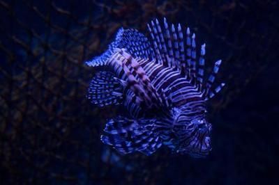 龍魚紋身寓意跟講究（龍魚紋身代表著美好的寓意跟講究龍魚紋身的寓意跟講究）