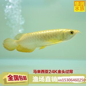 龍魚價格最貴多少錢 龍魚價格最貴多少錢 龍魚百科 第1張