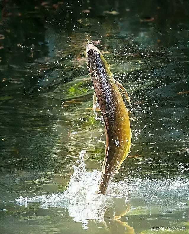 如何預防龍魚浮背的發生？