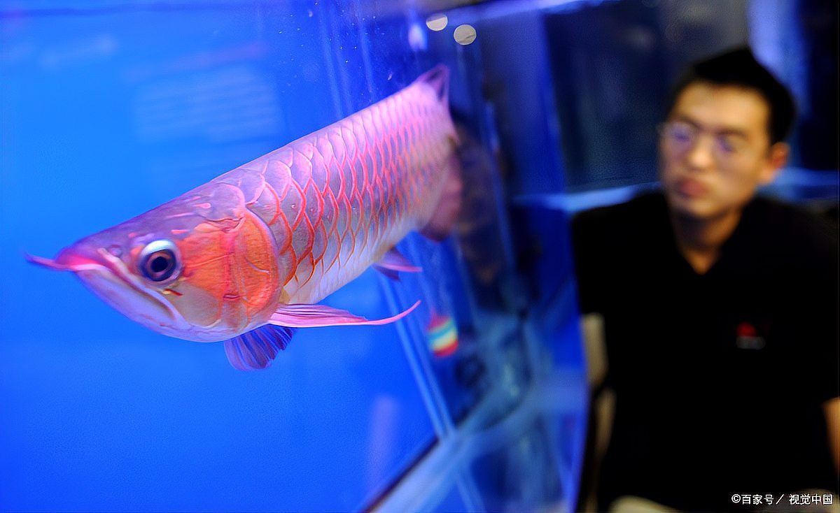 如何預防龍魚浮背的發生？