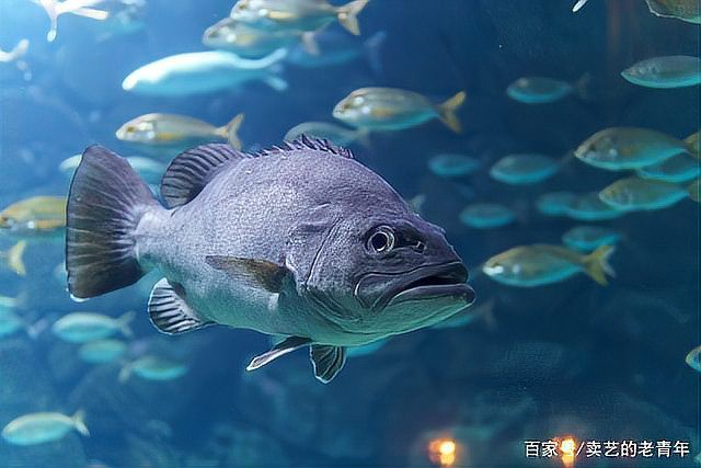 如何預防龍魚浮背的發(fā)生？