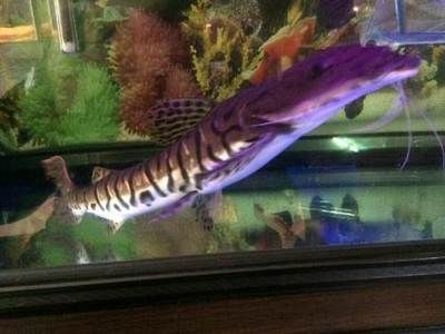 紅長鴨嘴龍魚：“紅長鴨嘴龍魚”搜索結果中沒有直接關于“紅長鴨嘴龍魚”的信息