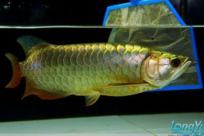 七彩金龍魚和藍底金龍魚的區別在哪：七彩金龍魚和藍底金龍魚的區別