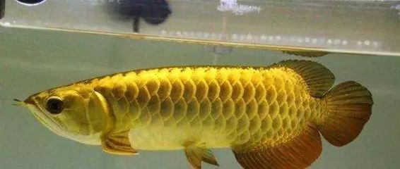 金龍魚受到驚嚇拒食怎么辦：金龍魚受到驚嚇怎么辦 金龍魚受到驚嚇拒食怎么辦：金龍魚受到驚嚇怎么辦 龍魚百科 第3張