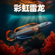 哪些電商平臺(tái)有合法養(yǎng)殖的雷龍魚？