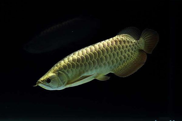 過(guò)背金龍魚(yú)的壽命是多少年的（過(guò)背金龍魚(yú)的壽命多少年）