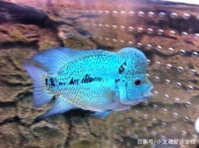 小龍魚苗吃什么長得快一點：小龍魚吃什么長得快一點