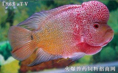 龍魚單養(yǎng)是否會感到孤單（關(guān)于龍魚是否適合單養(yǎng)是否會感到孤單并沒有直接的答案）