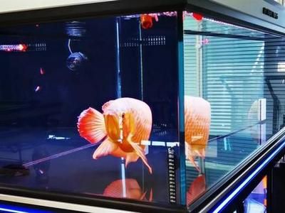 龍魚單養(yǎng)是否會感到孤單（關(guān)于龍魚是否適合單養(yǎng)是否會感到孤單并沒有直接的答案）