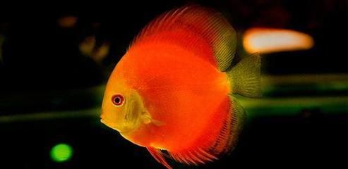 龍魚單養(yǎng)是否會感到孤單（關(guān)于龍魚是否適合單養(yǎng)是否會感到孤單并沒有直接的答案）