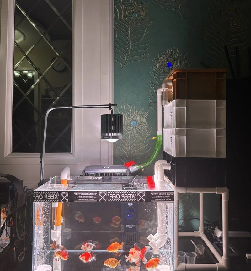 馬印水族增艷燈最簡單三個步驟