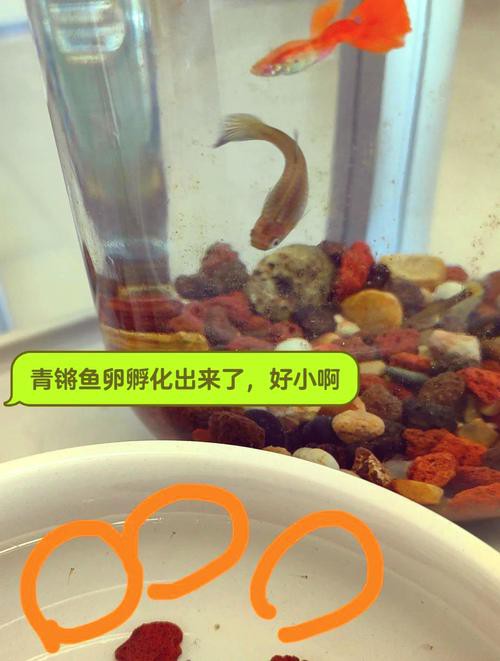 麗江龍魚的卵長什么樣子圖片大全集