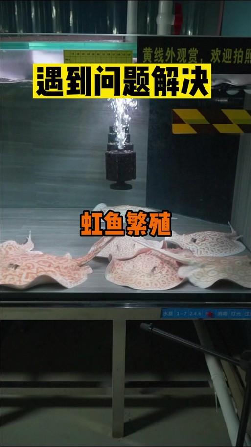麗江龍魚的卵長什么樣子圖片大全集