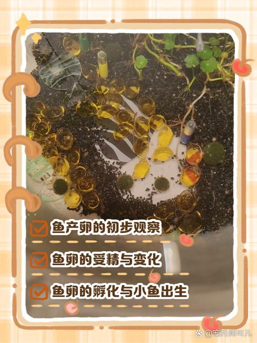 麗江龍魚的卵長什么樣子圖片大全集