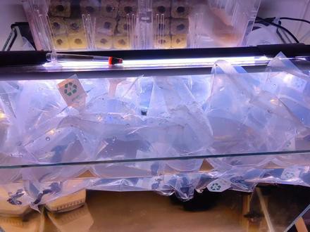 藍龍魚吃孔雀魚嗎圖片 藍龍魚吃孔雀魚嗎圖片 龍魚百科 第29張