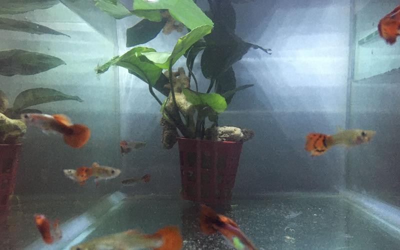 藍龍魚吃孔雀魚嗎圖片 龍魚百科 第21張 藍龍魚吃孔雀魚嗎圖片 藍龍魚吃孔雀魚嗎圖片 龍魚百科 第21張