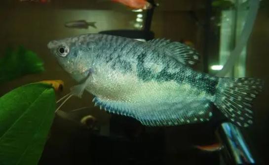 藍龍魚吃孔雀魚嗎圖片 龍魚百科 第7張 藍龍魚吃孔雀魚嗎圖片 藍龍魚吃孔雀魚嗎圖片 龍魚百科 第7張