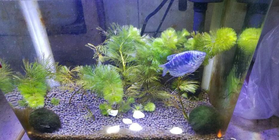 藍龍魚吃孔雀魚嗎圖片 龍魚百科 第13張 藍龍魚吃孔雀魚嗎圖片 藍龍魚吃孔雀魚嗎圖片 龍魚百科 第13張