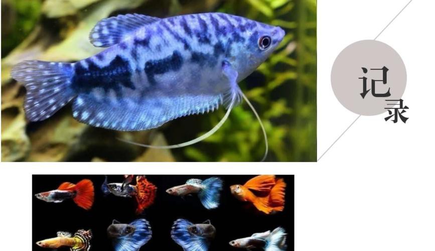 藍龍魚吃孔雀魚嗎圖片 龍魚百科 第16張 藍龍魚吃孔雀魚嗎圖片 藍龍魚吃孔雀魚嗎圖片 龍魚百科 第16張