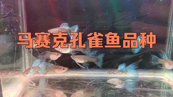 藍龍魚吃孔雀魚嗎圖片 藍龍魚吃孔雀魚嗎圖片 龍魚百科 第26張