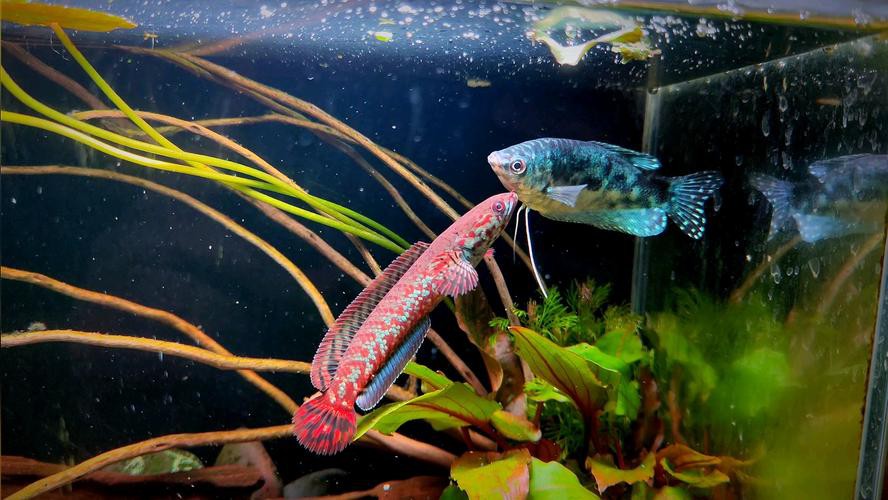 藍龍魚吃孔雀魚嗎圖片 龍魚百科 第22張 藍龍魚吃孔雀魚嗎圖片 藍龍魚吃孔雀魚嗎圖片 龍魚百科 第22張