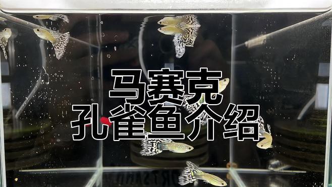 藍龍魚吃孔雀魚嗎圖片 藍龍魚吃孔雀魚嗎圖片 龍魚百科 第25張