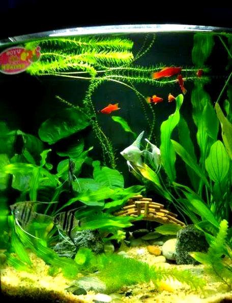 藍龍魚吃孔雀魚嗎圖片 龍魚百科 第1張 藍龍魚吃孔雀魚嗎圖片 藍龍魚吃孔雀魚嗎圖片 龍魚百科 第1張