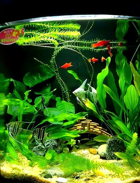 藍龍魚吃孔雀魚嗎圖片 藍龍魚吃孔雀魚嗎圖片 龍魚百科 第31張