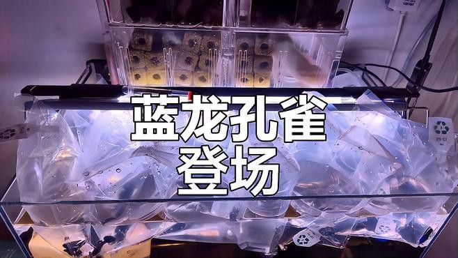 藍龍魚吃孔雀魚嗎圖片 藍龍魚吃孔雀魚嗎圖片 龍魚百科 第24張