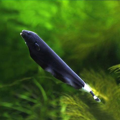 藍龍魚吃孔雀魚嗎圖片 龍魚百科 第12張 藍龍魚吃孔雀魚嗎圖片 藍龍魚吃孔雀魚嗎圖片 龍魚百科 第12張