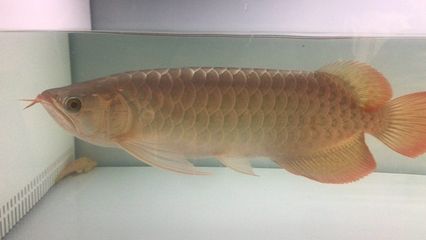 紅龍魚白缸飼養怎么樣：-紅龍魚在白缸中飼養環境中飼養的結果不一 紅龍魚白缸飼養怎么樣：-紅龍魚在白缸中飼養環境中飼養的結果不一 龍魚百科