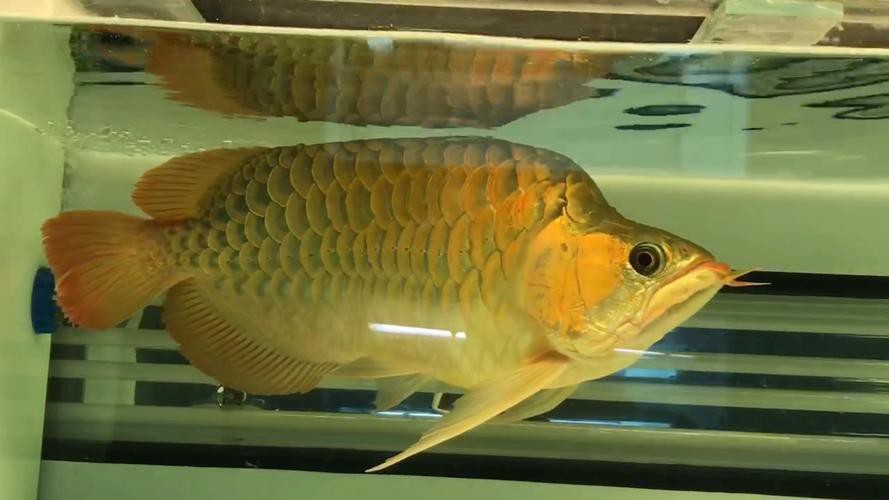 福龍紅龍魚能養(yǎng)嗎有毒嗎圖片