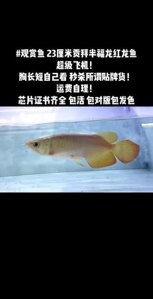 福龍紅龍魚能養(yǎng)嗎有毒嗎圖片