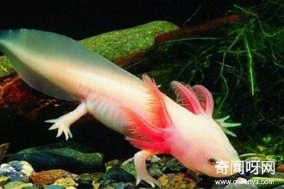 養龍魚需要氧氣泵嗎？：養一只龍魚不使用氧氣泵在理論上可能是可能的