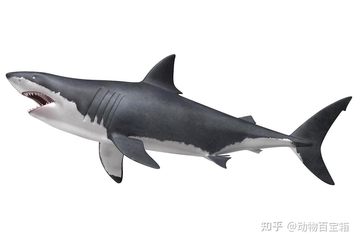 白鯊魚和龍魚可以混養嗎：白鯊和龍魚可以混養嗎
