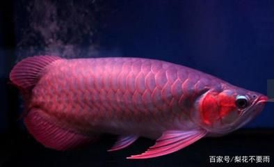 仙塔瀾母紅龍魚怎么樣（血紅龍魚的飼養需要注意什么？）
