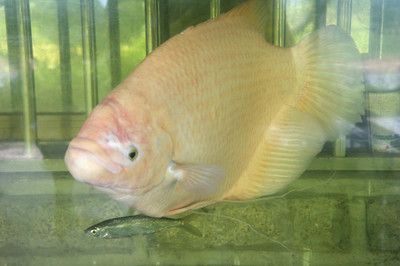 招財(cái)戰(zhàn)船魚混養(yǎng)水質(zhì)管理：招財(cái)戰(zhàn)船魚和龍魚混養(yǎng)時(shí)水質(zhì)管理是確保兩種魚健康共存的關(guān)鍵因素