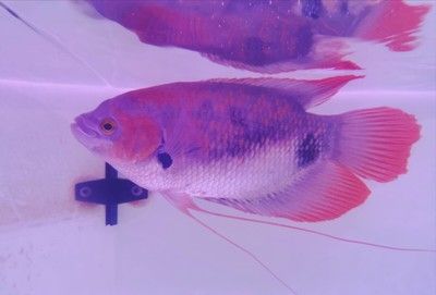 招財(cái)戰(zhàn)船魚混養(yǎng)水質(zhì)管理：招財(cái)戰(zhàn)船魚和龍魚混養(yǎng)時(shí)水質(zhì)管理是確保兩種魚健康共存的關(guān)鍵因素
