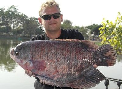 招財(cái)戰(zhàn)船魚混養(yǎng)水質(zhì)管理：招財(cái)戰(zhàn)船魚和龍魚混養(yǎng)時(shí)水質(zhì)管理是確保兩種魚健康共存的關(guān)鍵因素