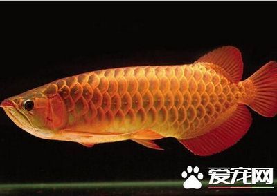 龍魚一個月不吃食會死嗎