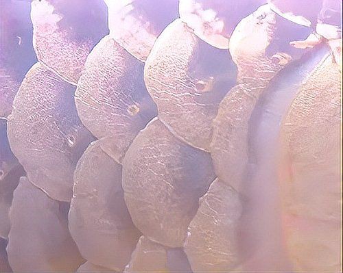 龍魚常見疾病及防治