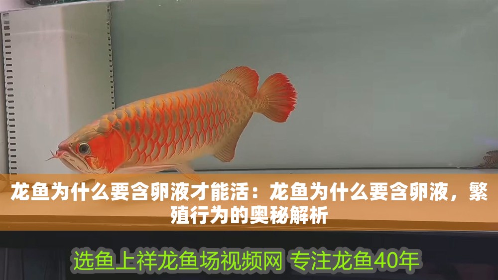 龍魚為什么要含卵液才能活：龍魚為什么要含卵液，繁殖行為的奧秘解析
