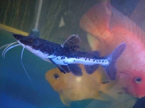 龍魚為什么要含卵液才能活：龍魚為什么要含卵液，繁殖行為的奧秘解析