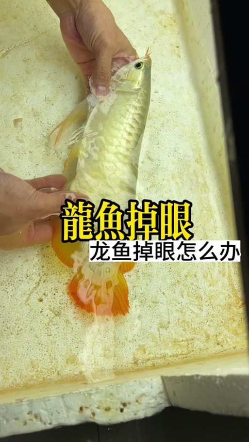 紅龍魚掉眼圖片欣賞大全