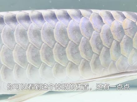 紅龍魚掉眼圖片欣賞大全